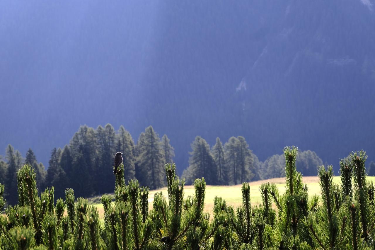 B&B Fior Vigo di Fassa Kültér fotó